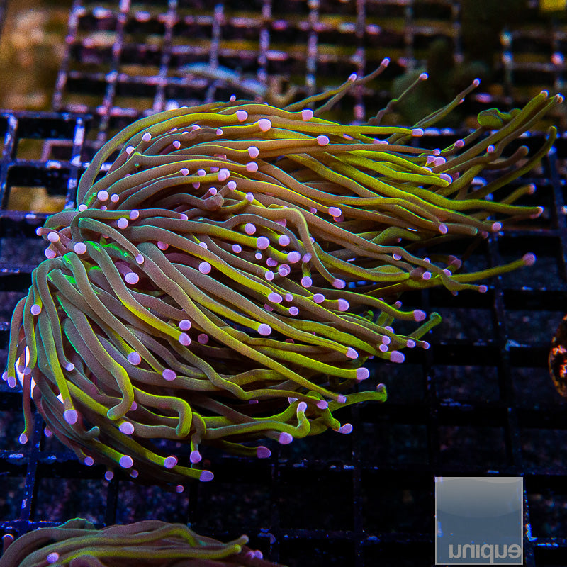 Dragon Tamer Torch-WYSIWYG