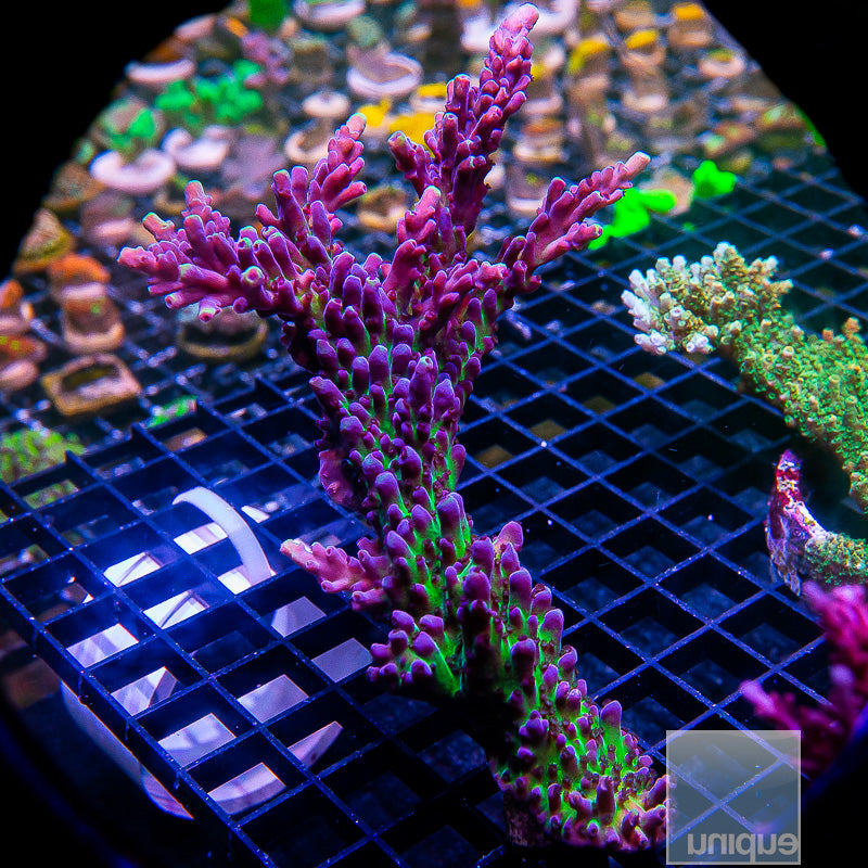 UC Miyagi Tort Colony