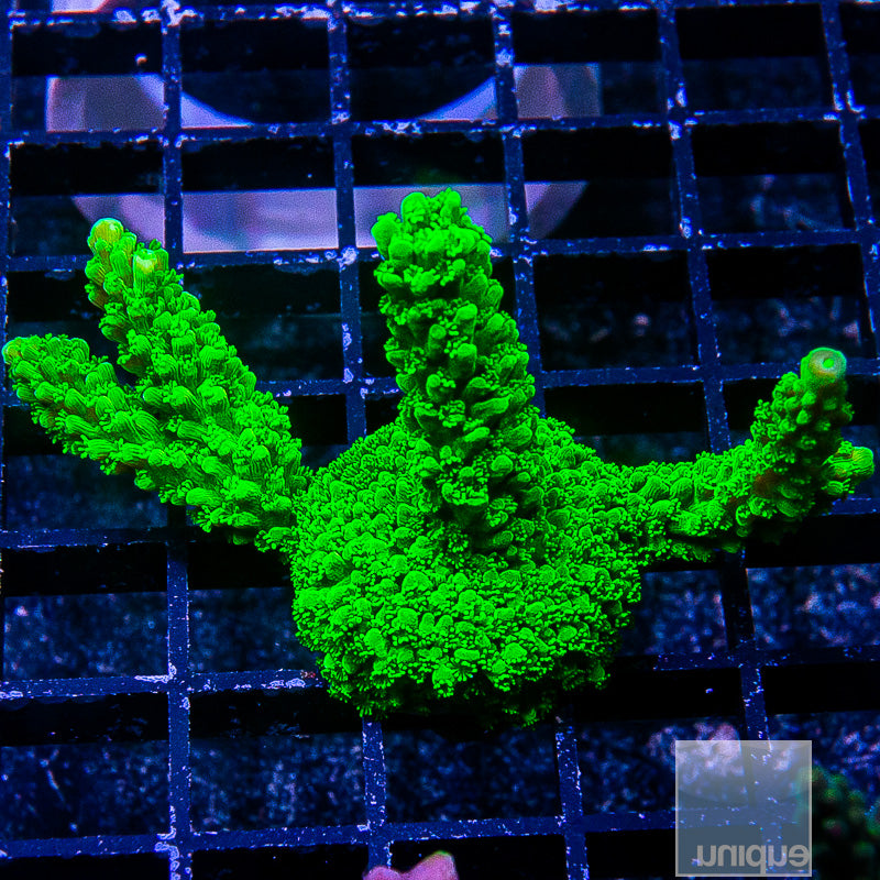 Green Slimer Mini Colony-WYSIWYG