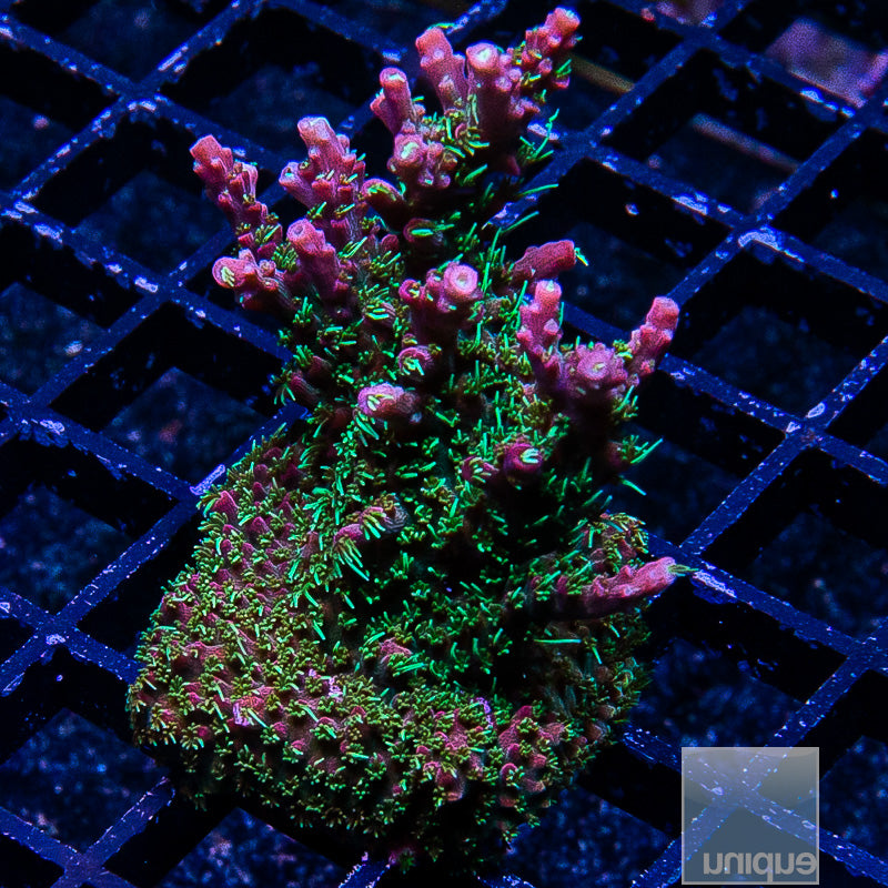 TSA The Fuzz Colony-WYSIWYG