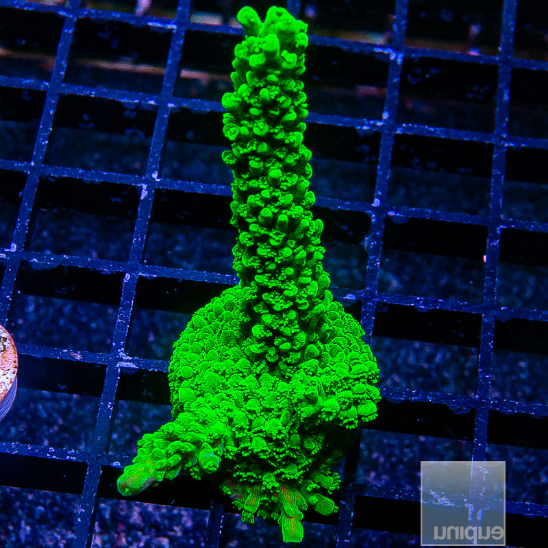 Green Slimer Large Frag-WYSIWYG