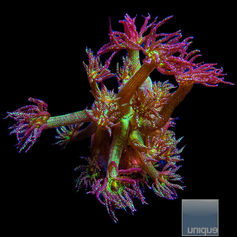 UC Signature "Glitter Bomb" Goniopora
