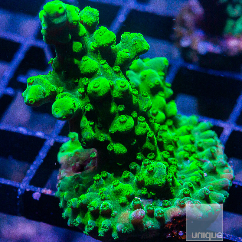 Green Acropora-WYSIWYG