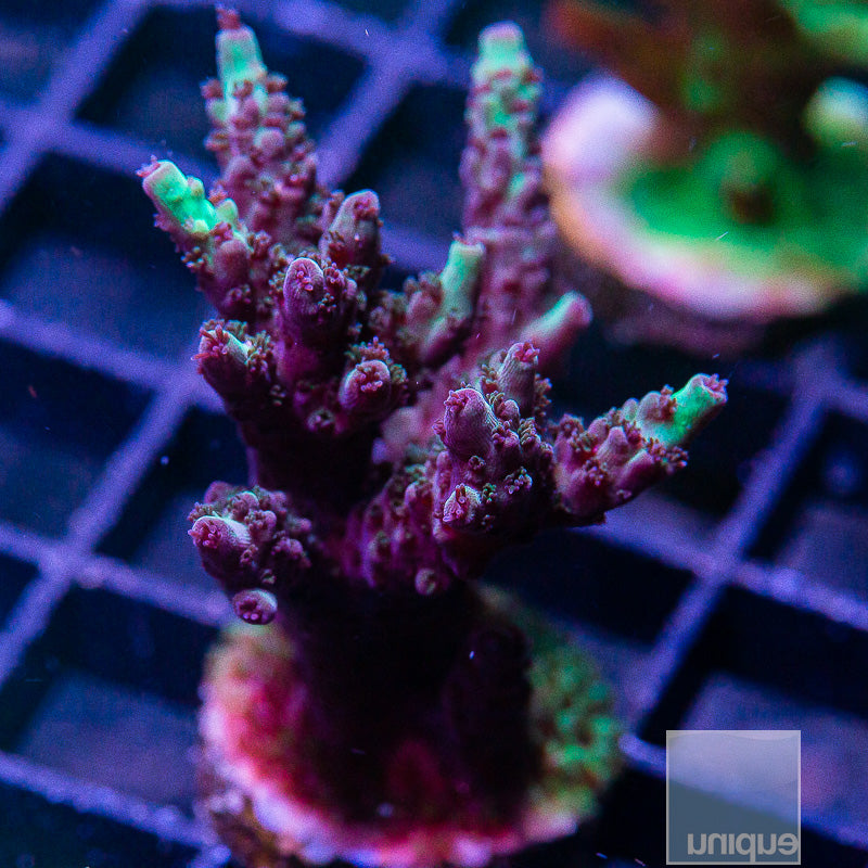 UC Gatorade Acropora-WYSIWYG