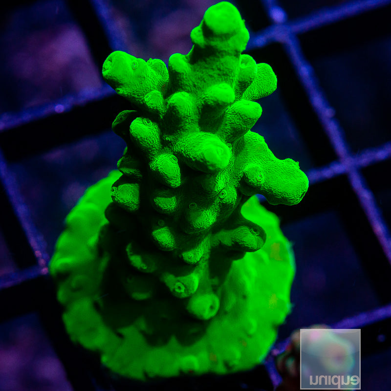 Smoothskin Acropora-WYSIWYG