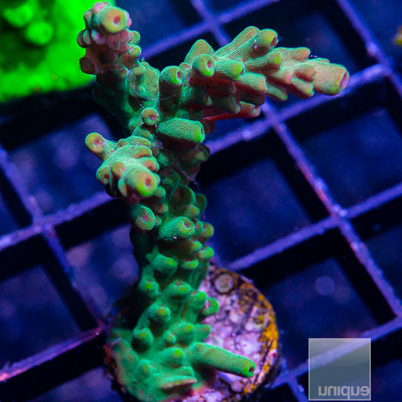 Granulosa Acropora-WYSIWYG
