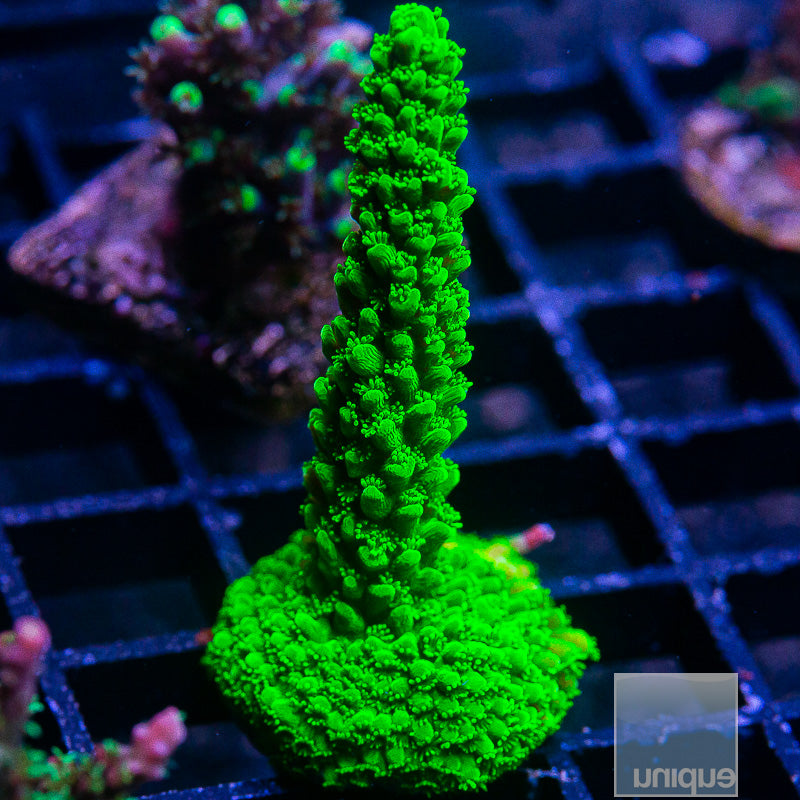 Green Slimer Stag-WYSIWYG