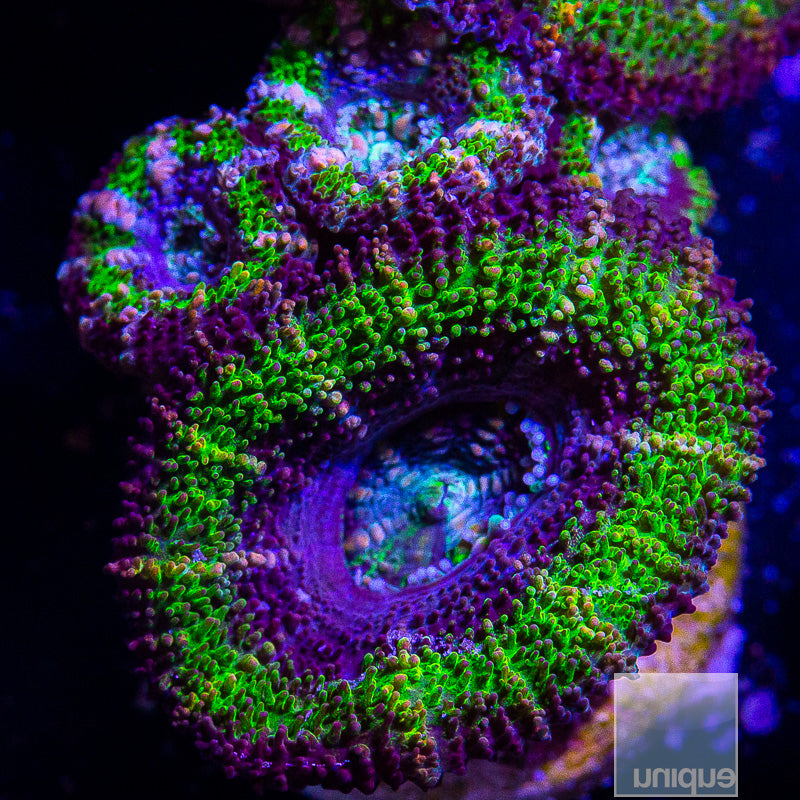Green Rim Acan Lord