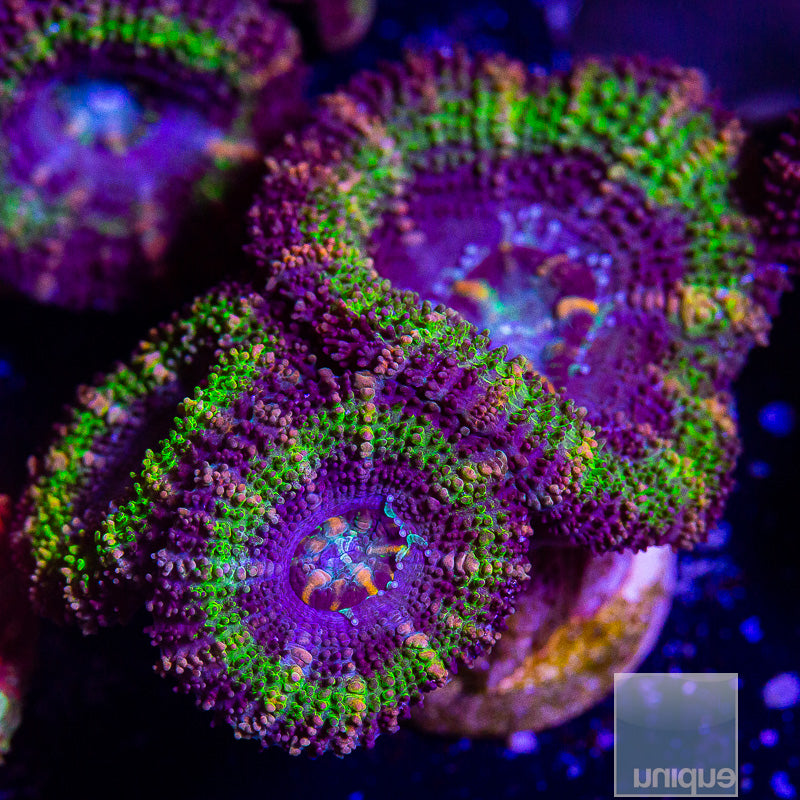 Green Rim Acan Lord-WYSIWYG