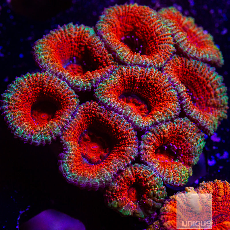 Acan Lord Colony-WYSIWYG