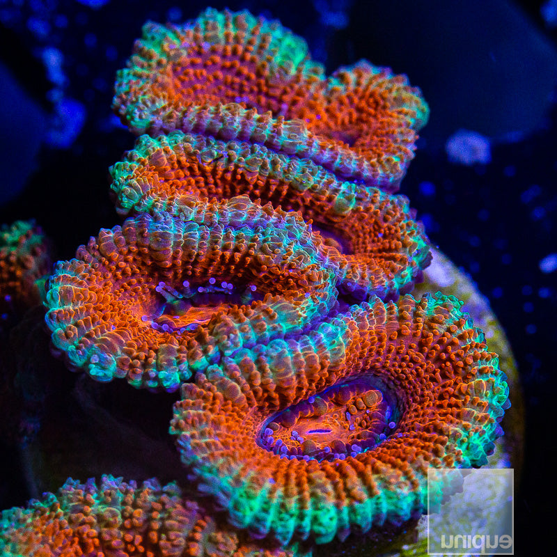 Acan Lord