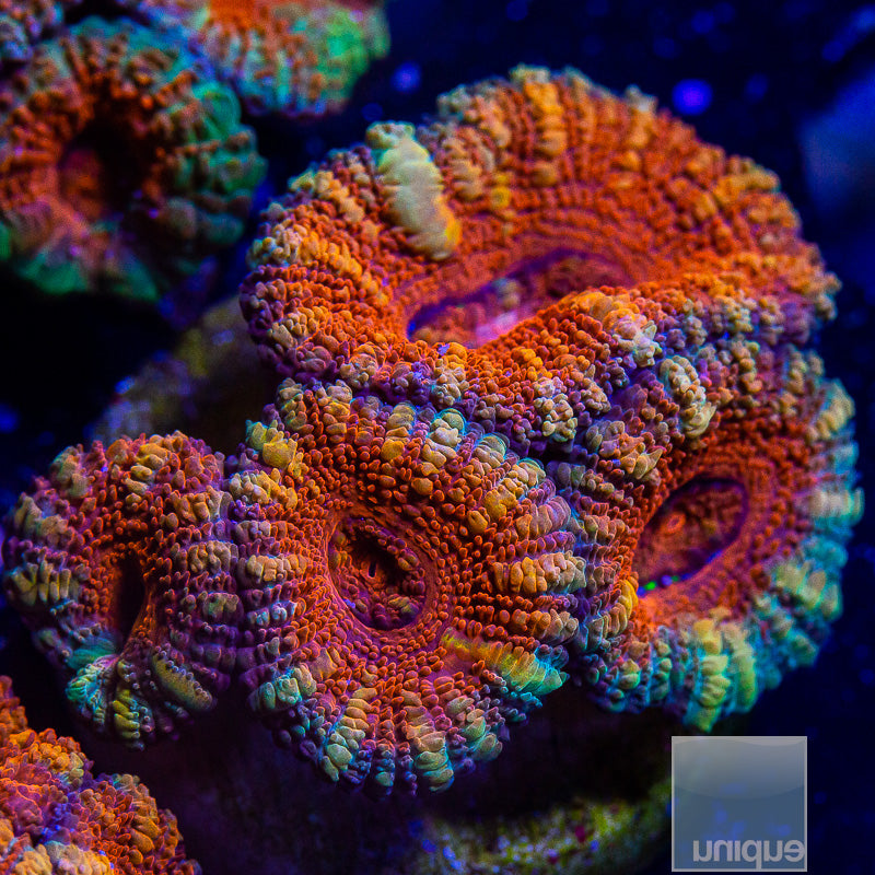 Rainbow Acan Lord-WYSIWYG
