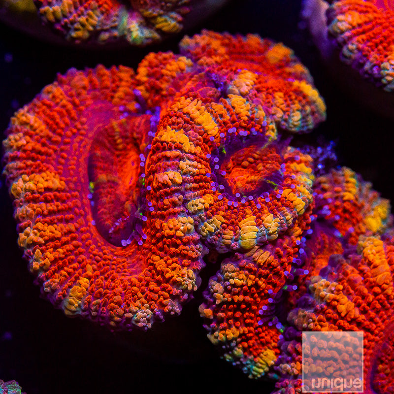 Orange Stripe Acan Lord-WYSIWYG