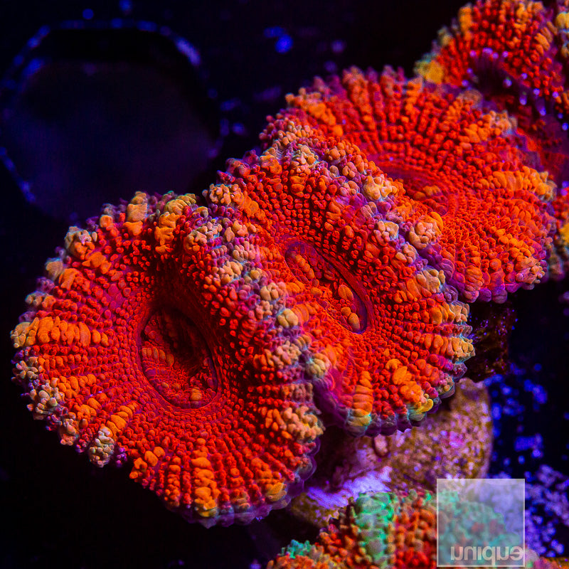 Orange Stripe Acan Lord-WYSIWYG