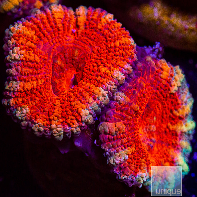 Orange Stripe Acan Lord-WYSIWYG