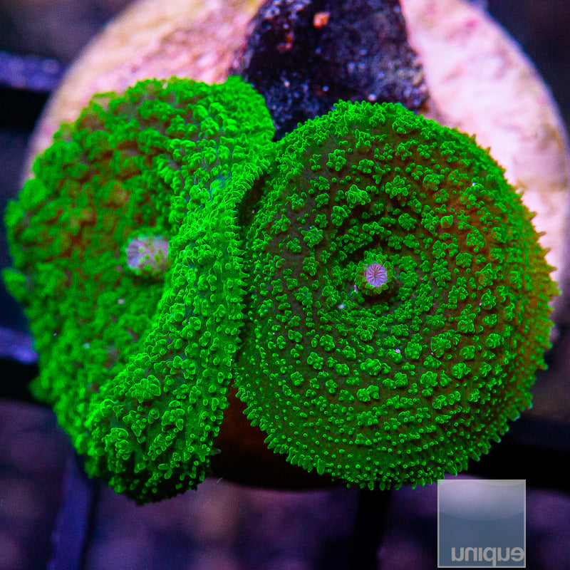 Green Pincushion Rhodactis Double