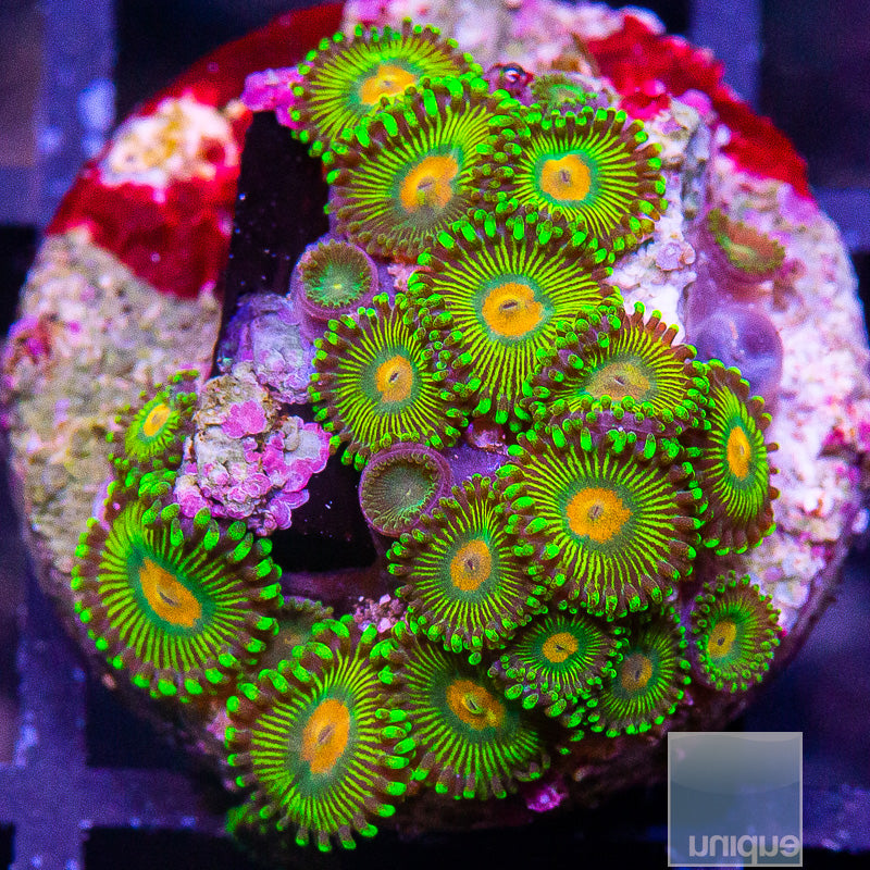 UC Turtle Beach Zoanthid Colony-WYSIWYG