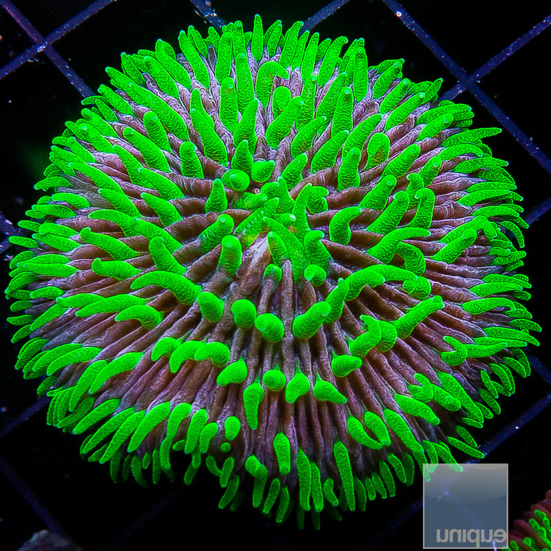 UC Joker Fungia Plate