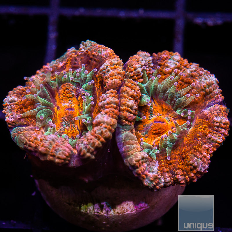 Rainbow Acan-WYSIWYG