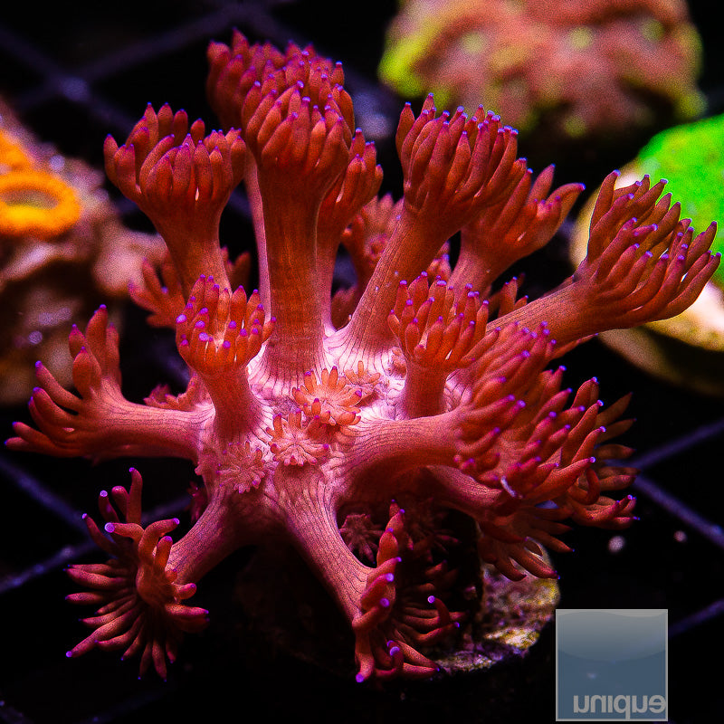 UC Hot Pink Goni-WYSIWYG
