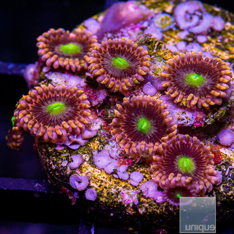 LC Antimatter Zoanthid-WYSIWYG