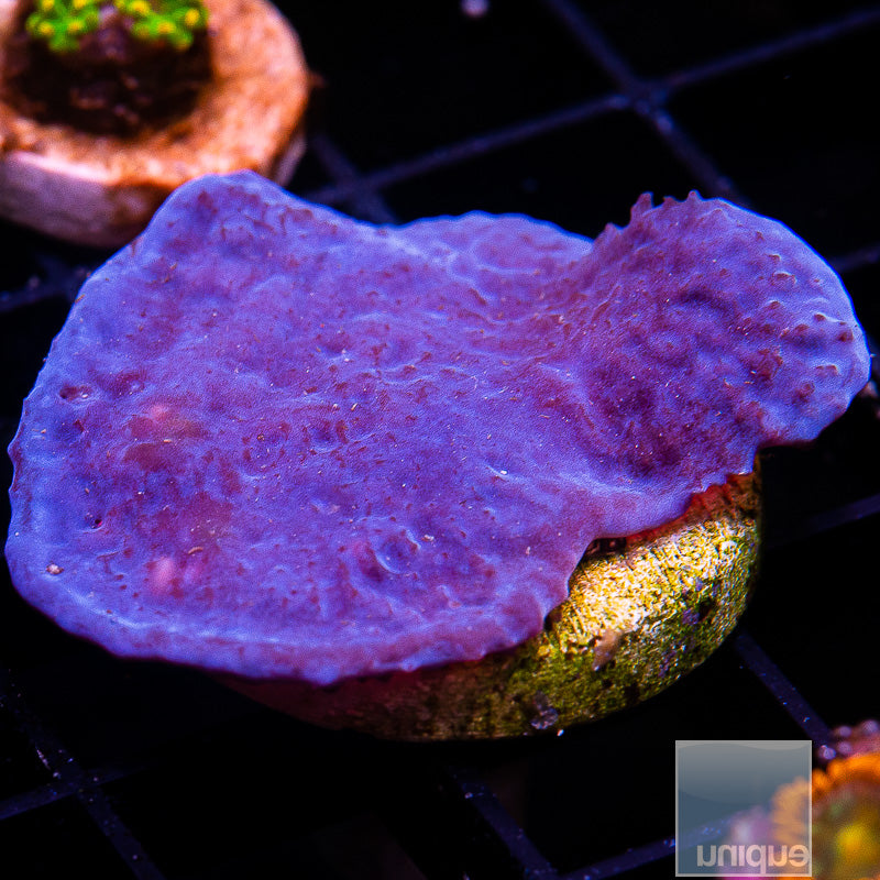 UC Blue Plating Sponge-WYSIWYG