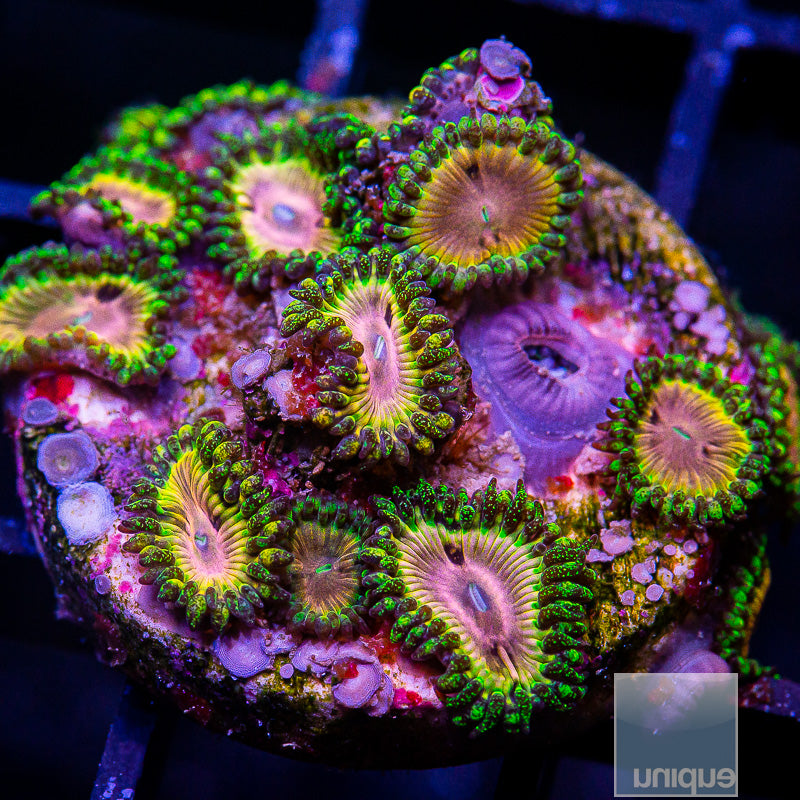 CK Kamikaze Kush/WWC Hungry Eyes Zoanthid-WYSIWYG