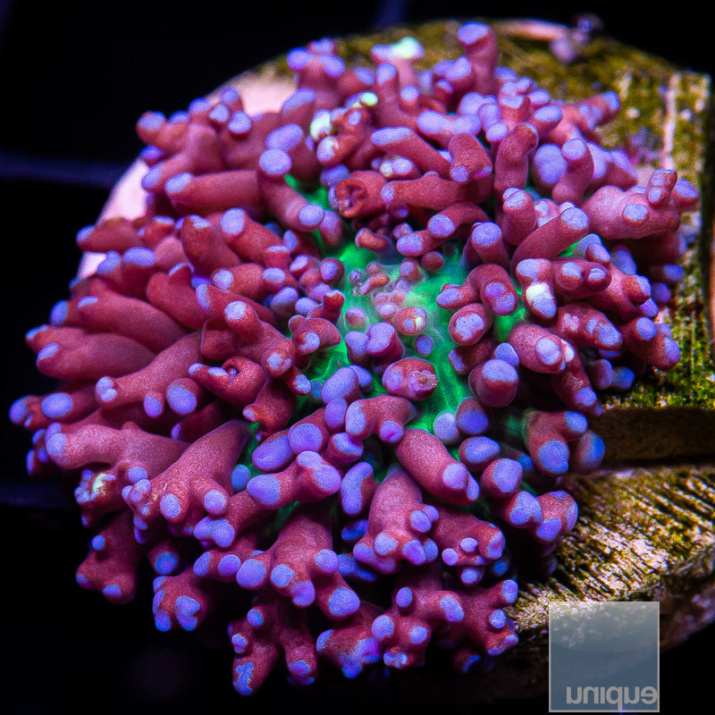 UC Hairy Purple Mushroom-WYSIWYG
