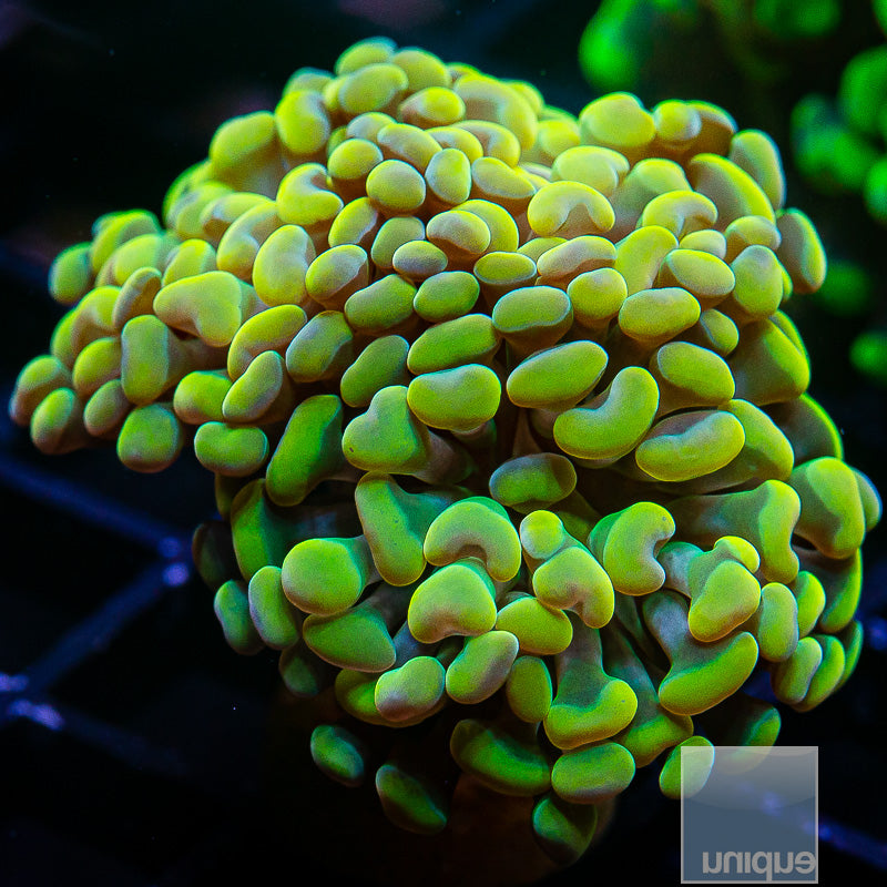 UC Rainbow Branching Hammer Double Head-WYSIWYG