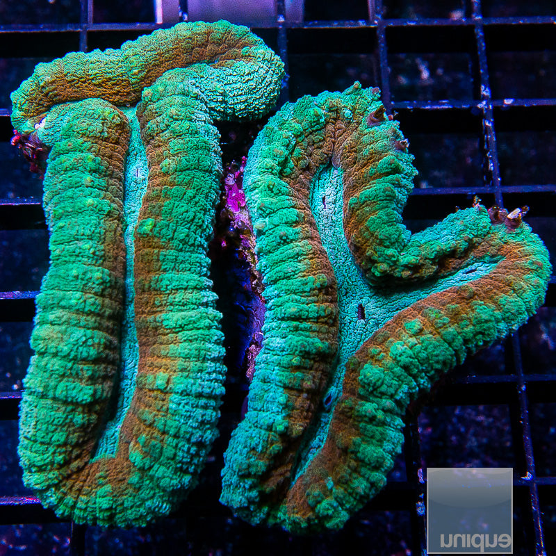 Aussie Lobo Double-WYSIWYG