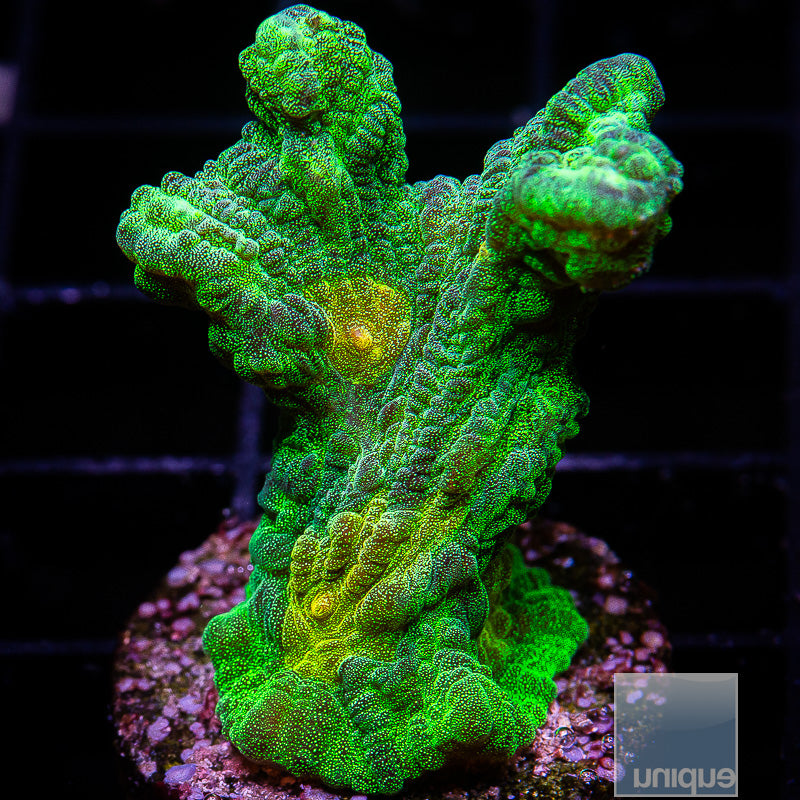 UC Space Invader Pectinia-WYSIWYG