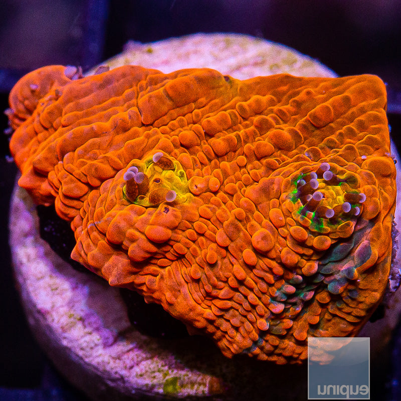 Vivid Rainbow Echinophyllia-WYSIWYG