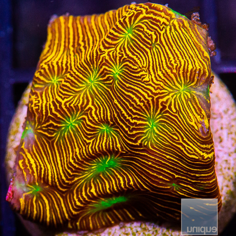 Jack O Lantern Leptoseris-WYSIWYG