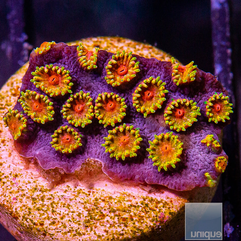 WWC Bizarro Cyphastrea