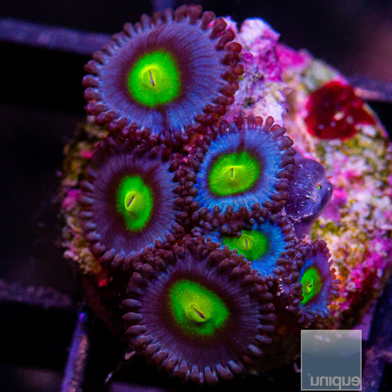 WWC AOI Zoanthid-WYSIWYG