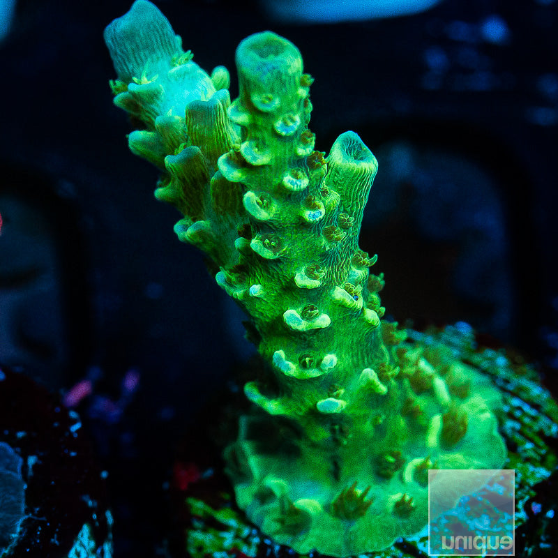 UC Neon Solomon Tenuis-WYSIWYG