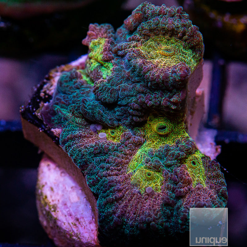 UC Tequila Sunrise Favia