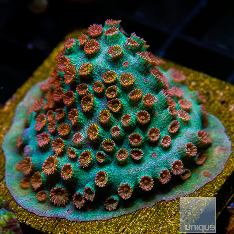 Meteor Shower Cyphastrea Mini Colony