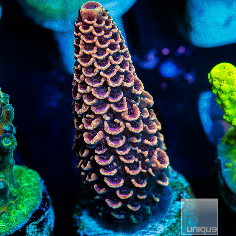 UC Golden Spathulata-WYSIWYG