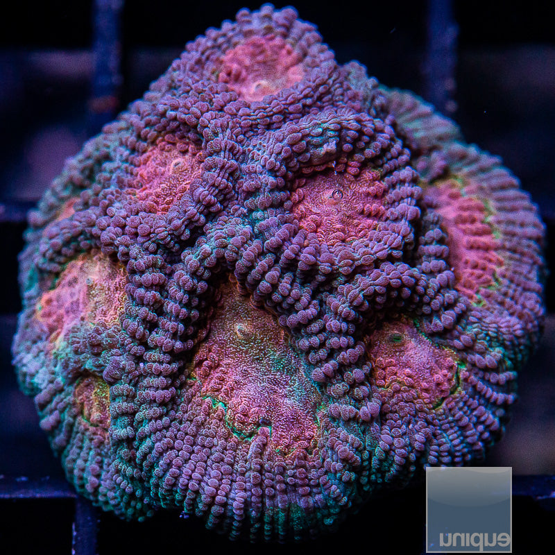 UC Baby's Breath Favia