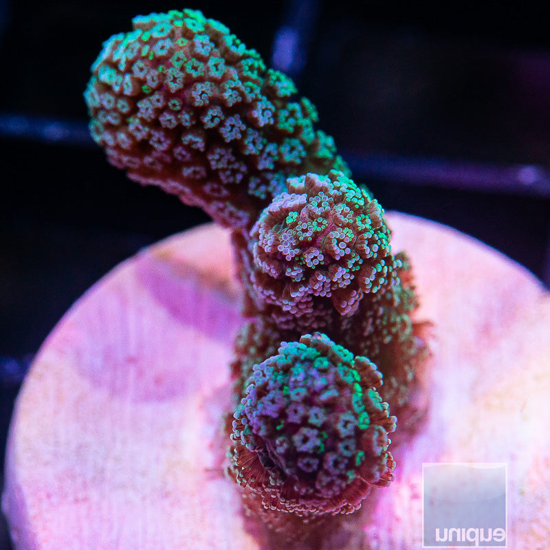 Teal Pocillopora