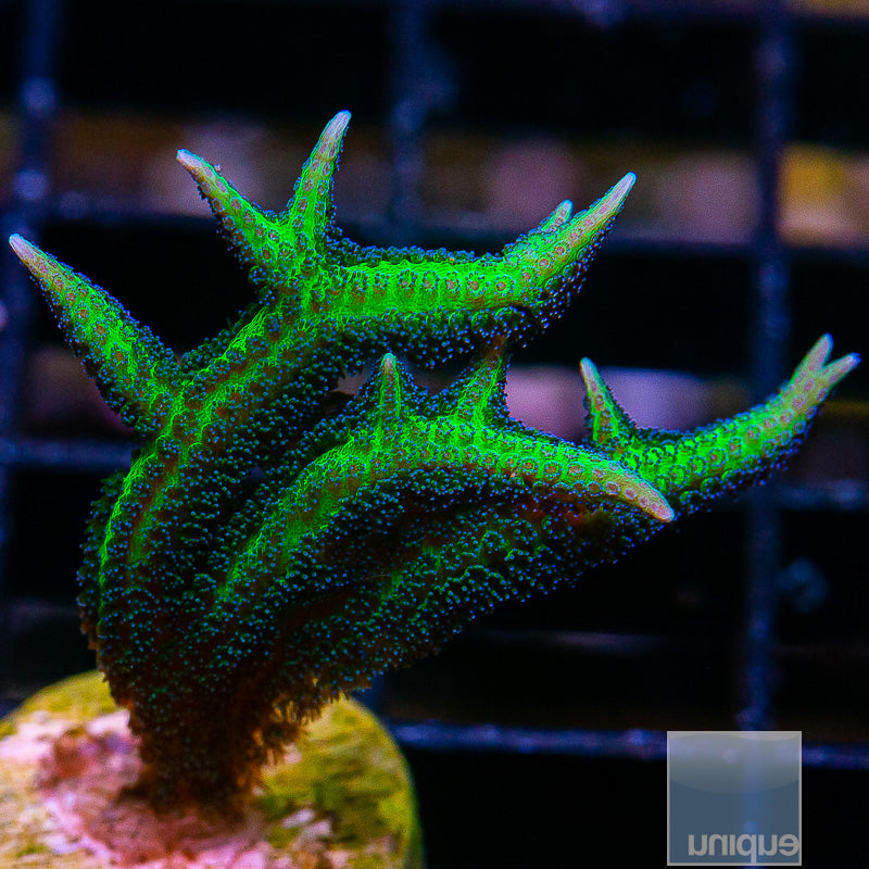 UC Screaming Birdsnest