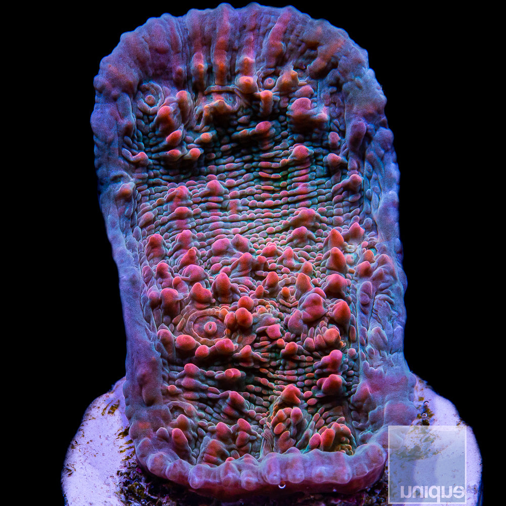 'Cupping Chalice' Coral main image 0