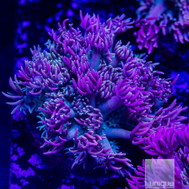 Purple Goniopora