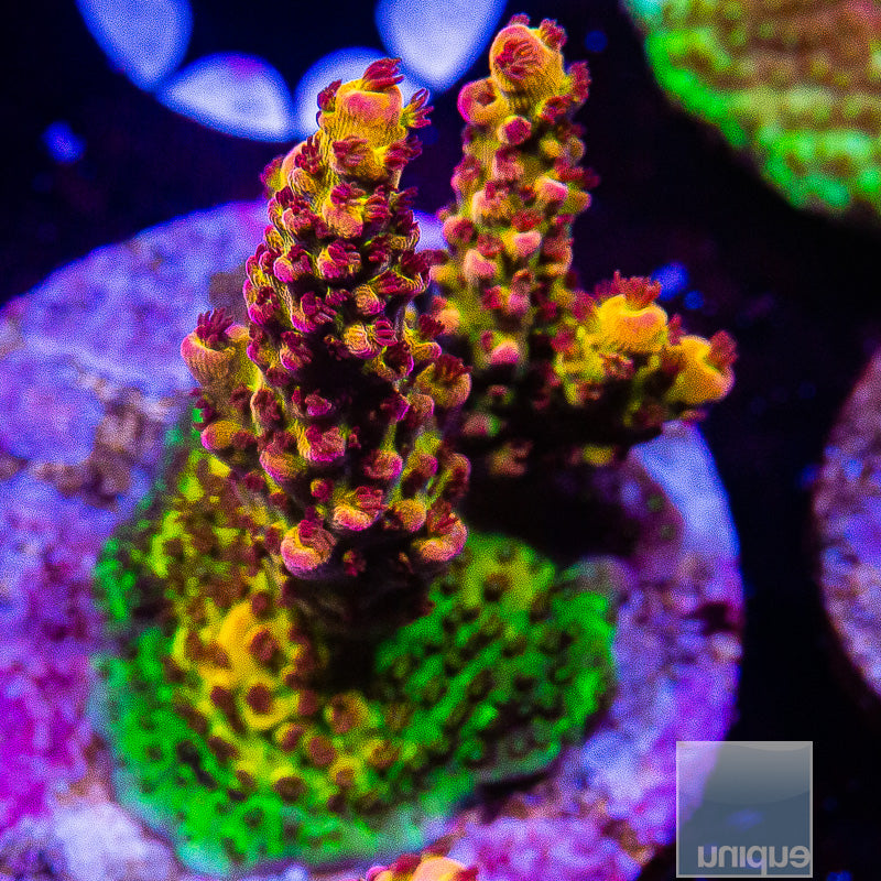 PC Rainbow Acropora