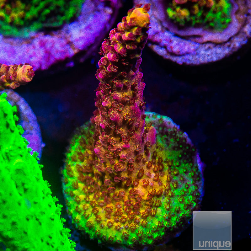 PC Rainbow Acropora