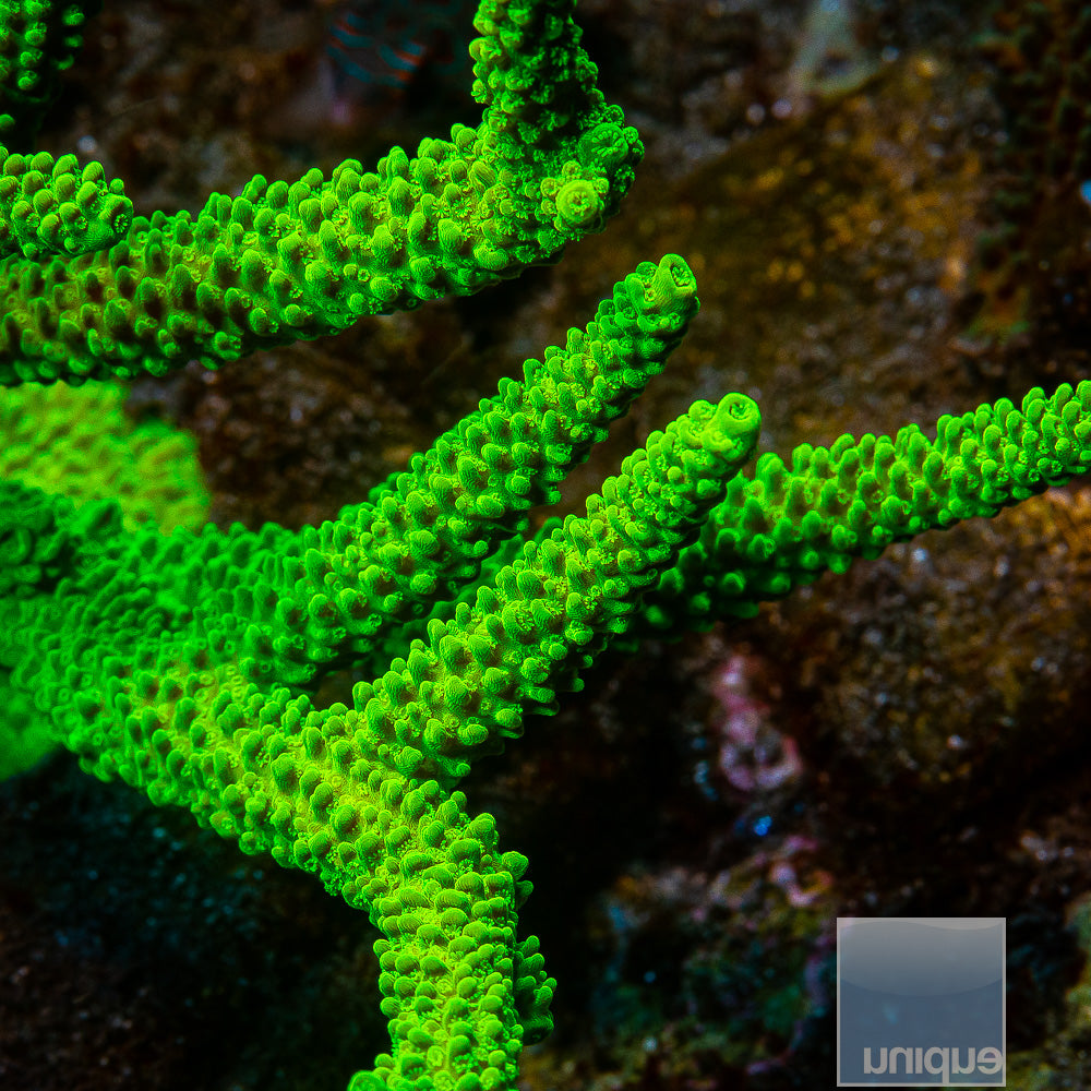 Green Slimer Staghorn