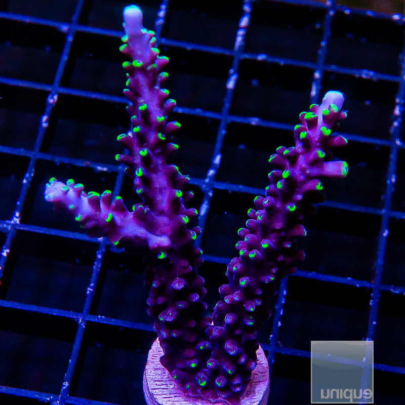 Exquisita Acropora-WYSIWYG