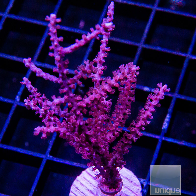 Purple Gorgonian