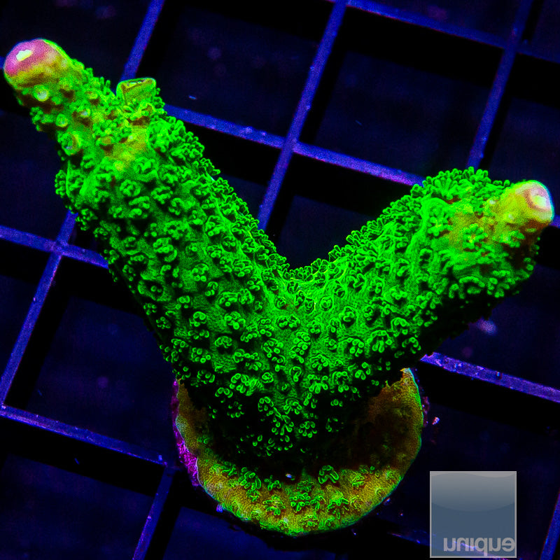 Green Acropora-WYSIWYG
